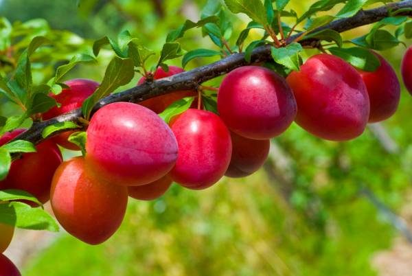 Buah Plum: Si Kecil Kaya Manfaat untuk Kesehatan Tubuh