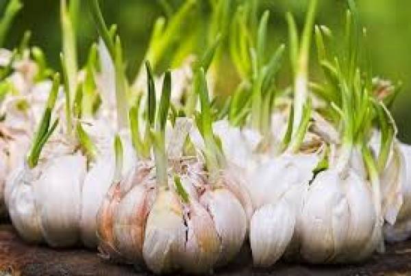 Tips Merawat Bawang Putih Agar Subur dan Panen Melimpah