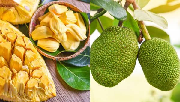 Mengenal Fakta Menarik  Buah Nangka