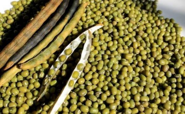 Kacang Hijau: Superfood Sehat untuk Diet dan Kesehatan Tubuh