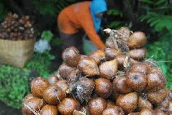 Pemkab Sleman Kembangkan Salak Madu Probo