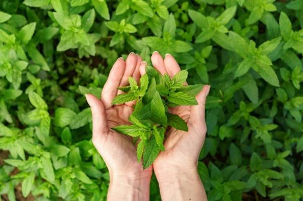 Daun Stevia: Pemanis Alami Sehat, Solusi Bagi Penderita Diabetes