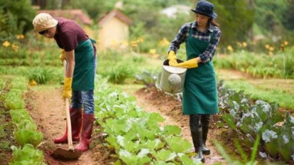 Berkebun: Hobi Seru yang Bikin Sehat, Bahagia, dan Bebas Stres!