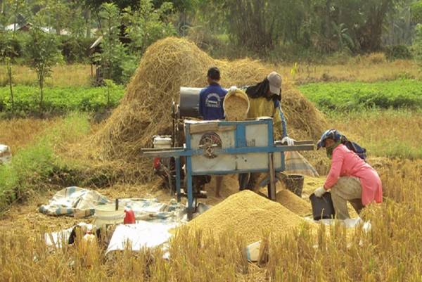 Produksi Padi Jawa Timur 2025 Diproyeksikan Capai 12,7 Juta Ton GKG, Surplus Beras 5 Juta Ton