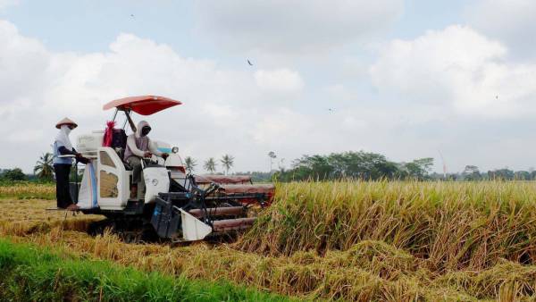 Pemerintah Tetapkan HPP Gabah Rp 6.500/Kg untuk Percepat Swasembada Pangan