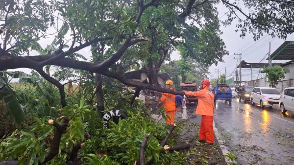 BPBD Jatim Siap Siaga Tangani Bencana Angin Kencang Pasuruan