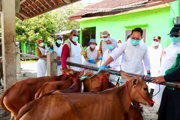 Tetapkan Status Darurat PMK, Pemprov  Jatim Imbau Penanganan Dilakukan Cepat dan Holistik