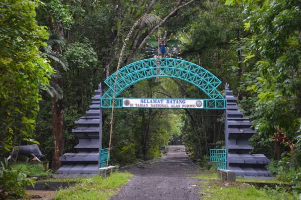 Menguak Keindahan dan Misteri Taman Nasional Alas Purwo