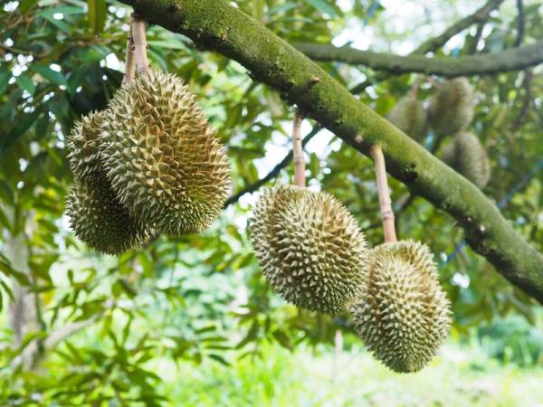 Surga Pecinta Durian: Wisata Petik Durian dari Kebun di Wagir, Malang