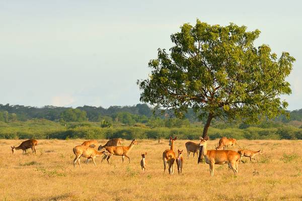 Mengintip Kehidupan Liar di Baluran, Afrika Mini di Indonesia