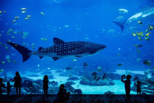 Explore Jakarta Aquarium Safari: Harga Tiket dan Fasilitas Terbaru