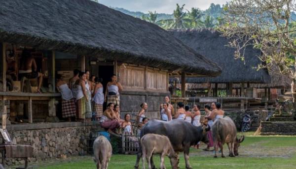 Menelusuri Keunikan Tradisi Desa Wisata Tenganan Pegringsingan Bali