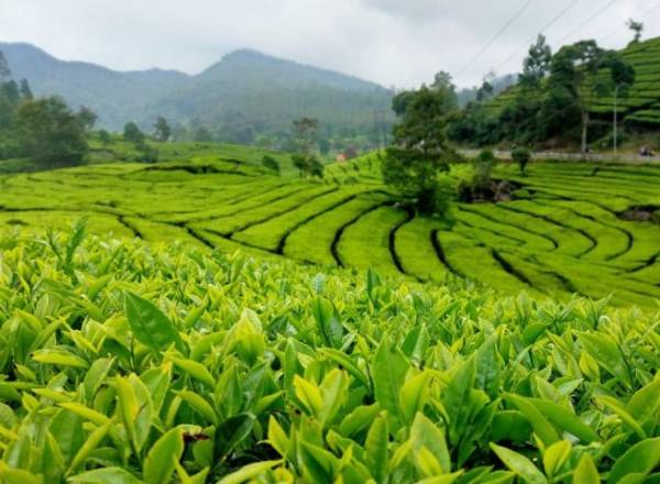 Pesona Kebun Teh Rancabali: Wisata Alam Sejuk Ciwidey